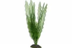 Hobby Aponogeton, 39 cm