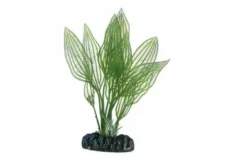 Hobby Aponogeton, 16 cm