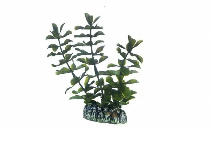Hobby Bacopa, 13 cm