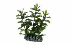 Hobby Bacopa, 7 cm