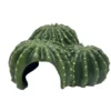 Hobby Cactus Home 5