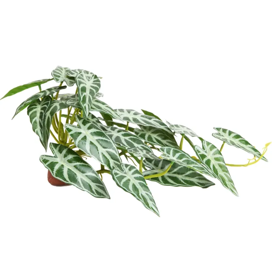 Hobby Calathea 2, Terrarienpflanze, 40 x 20 cm