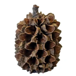 Hobby Casuarina Cones, Kasuarinen-Zapfen, 25 Stück