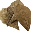 Hobby Catappa Leaves XL, Seemandelbaumblätter, 12 St.