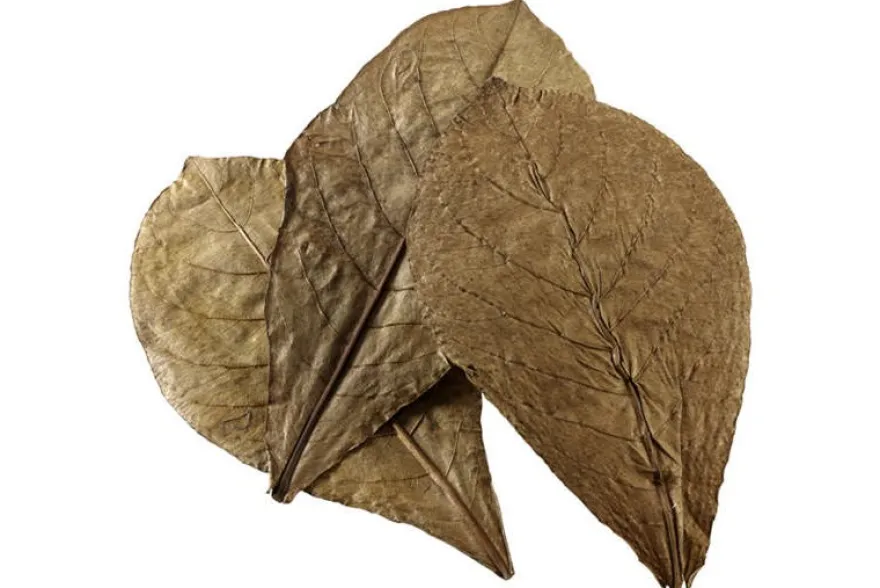 Hobby Catappa Leaves XL, Seemandelbaumblätter, 12 St.