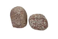 Hobby Cattle Rock L (2,5–3,5 kg)