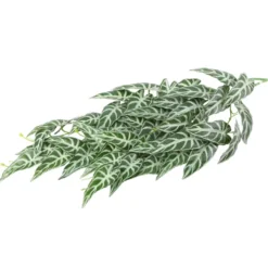 Hobby Climber Aureum, Terrarien-Hängepflanze, 70 cm