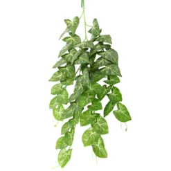 Hobby Climber Heartleaf, Terrarien-Hängepflanze, 70 cm