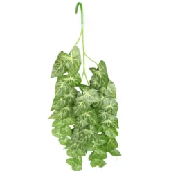 Hobby Climber Heartleaf, Terrarien-Hängepflanze, 70 cm