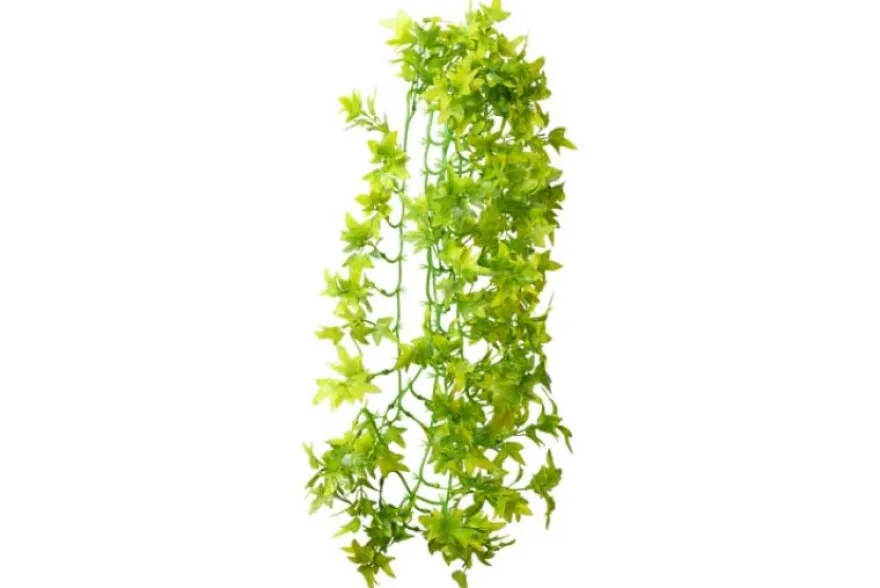 Hobby Climber Ivy, 70 cm