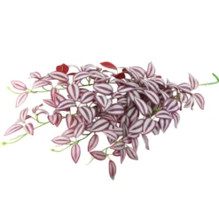 Hobby Climber Purpurea, Terrarien-Hängepflanze, 70 cm
