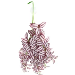Hobby Climber Purpurea, Terrarien-Hängepflanze, 70 cm