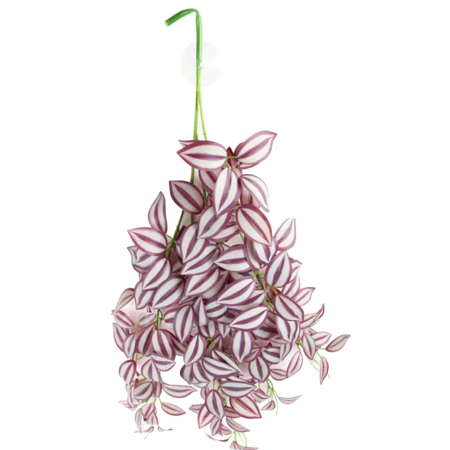 Hobby Climber Purpurea, Terrarien-Hängepflanze, 70 cm