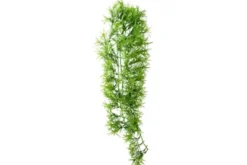 Hobby Climber Tropica, 70 cm Kunst-Kletterpflanze