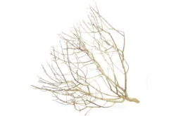 Hobby Desert Bush M, ca. 30-45 cm