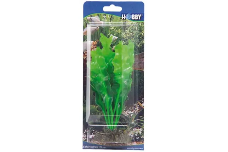 Hobby Echinodorus, 20 cm