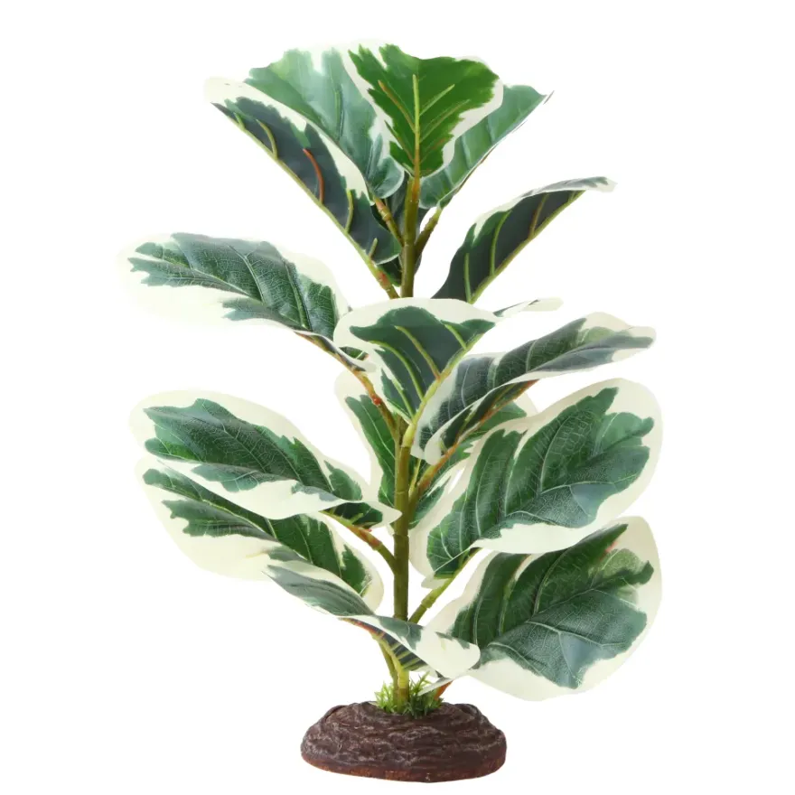 Hobby Ficus Elastica 1, Terrarien Pflanze, 40 cm