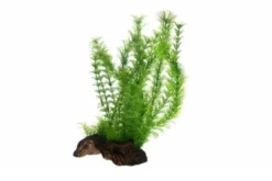 Hobby Flora Root 3, 30 cm