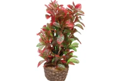 Hobby Flora Stone 4
