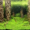 Hobby Fotorückwandzuschnitt Scapers Hill/Scapers Forest, 120 cm x 50 cm