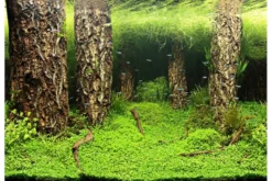 Hobby Fotorückwandzuschnitt Scapers Hill/Scapers Forest, 100 cm x 50 cm