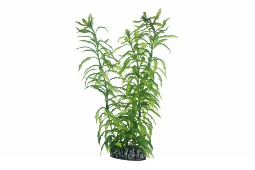 Hobby Heteranthera, 25 cm