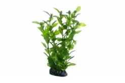 Hobby Hygrophila, 20 cm