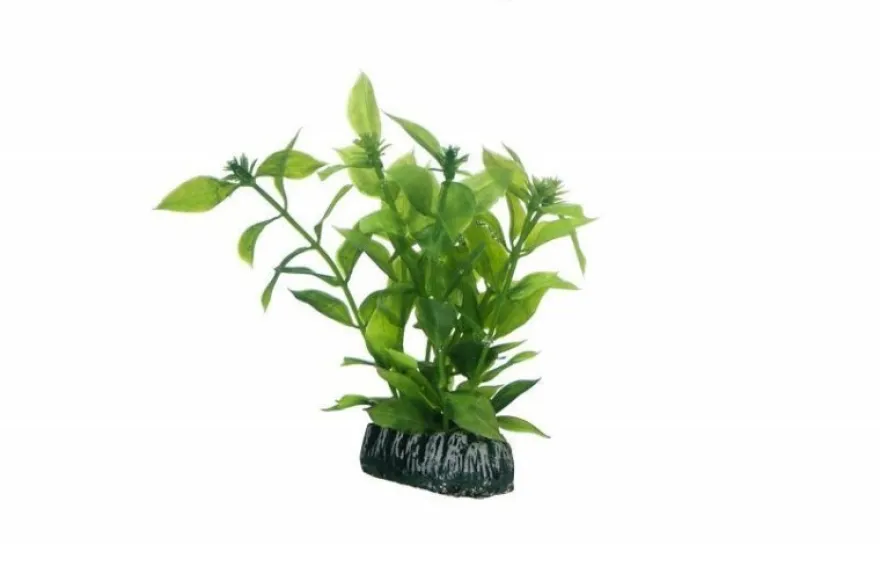 Hobby Hygrophila, 13 cm