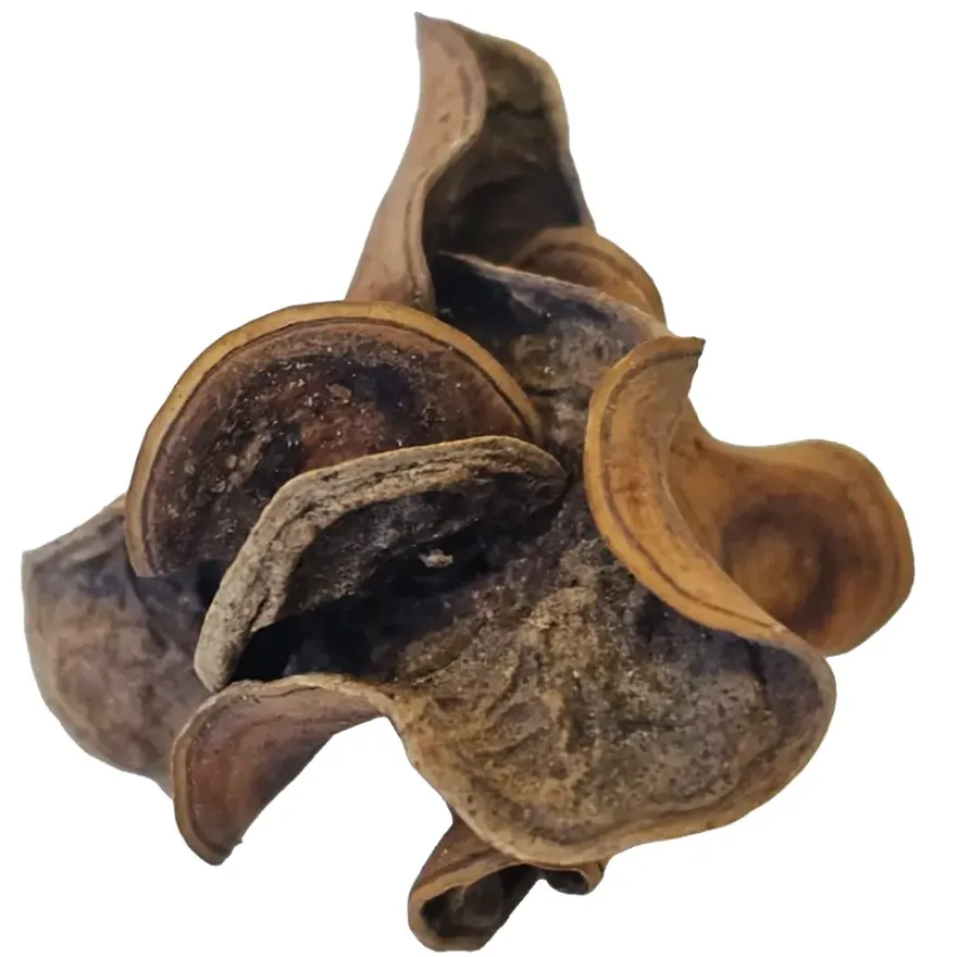 Hobby Jungle Star Flowers, Sterculia, 25 Stück
