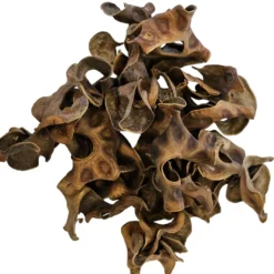 Hobby Jungle Star Flowers, Sterculia, 25 Stück