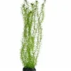Hobby Lagarosiphon, 60 cm