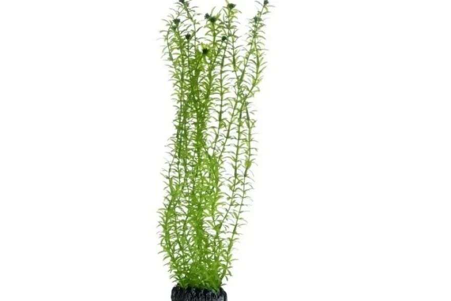 Hobby Lagarosiphon, 60 cm