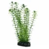 Hobby Lagarosiphon, 20 cm