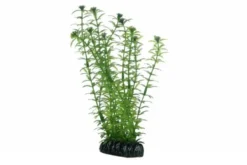 Hobby Lagarosiphon, 20 cm