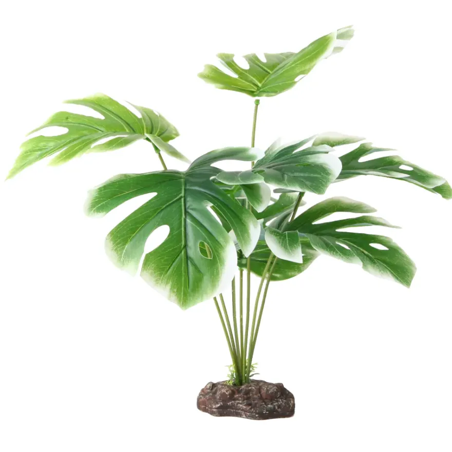 Hobby Monstera White, Terrarien Pflanze, 40 cm