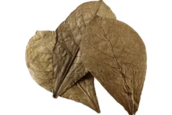 Hobby Nano Catappa Leaves, Seemandelbaumblätter, 12 St.
