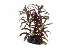 Hobby Nesaea, 13 cm