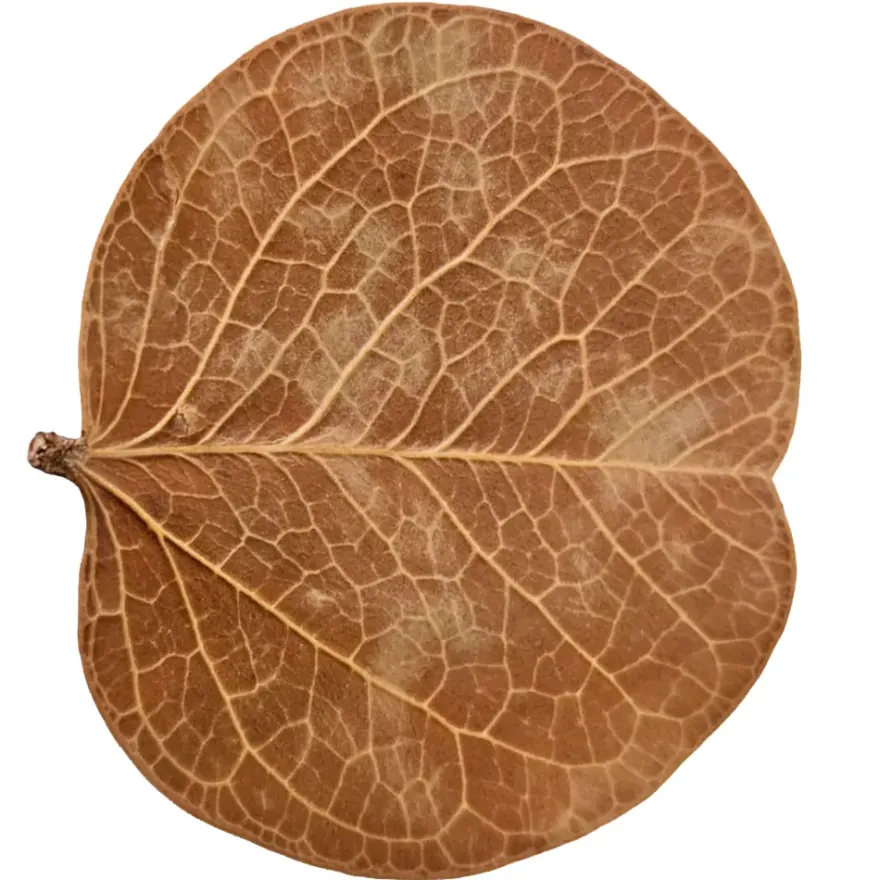 Hobby Orchid Tree Leaves, Bauhinia-Blätter, 25 Stück