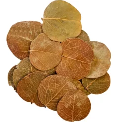 Hobby Orchid Tree Leaves, Bauhinia-Blätter, 25 Stück