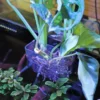 Hobby Pflanzkorb für emerse Aquarienpflanzen