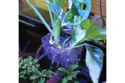 Hobby Pflanzkorb für emerse Aquarienpflanzen