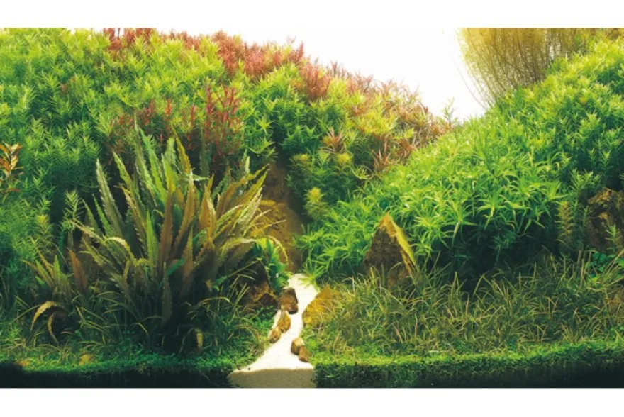 Hobby Rückwandfolie Planted River/Green Rocks, 100 cm x 50 cm