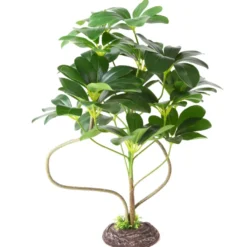 Hobby Schefflera, Terrarien Pflanze, 55 cm