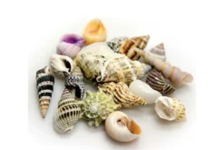 Hobby Sea Shells Set L (5 Stück)