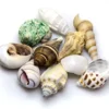 Hobby Sea Shells Set M (10 Stück)