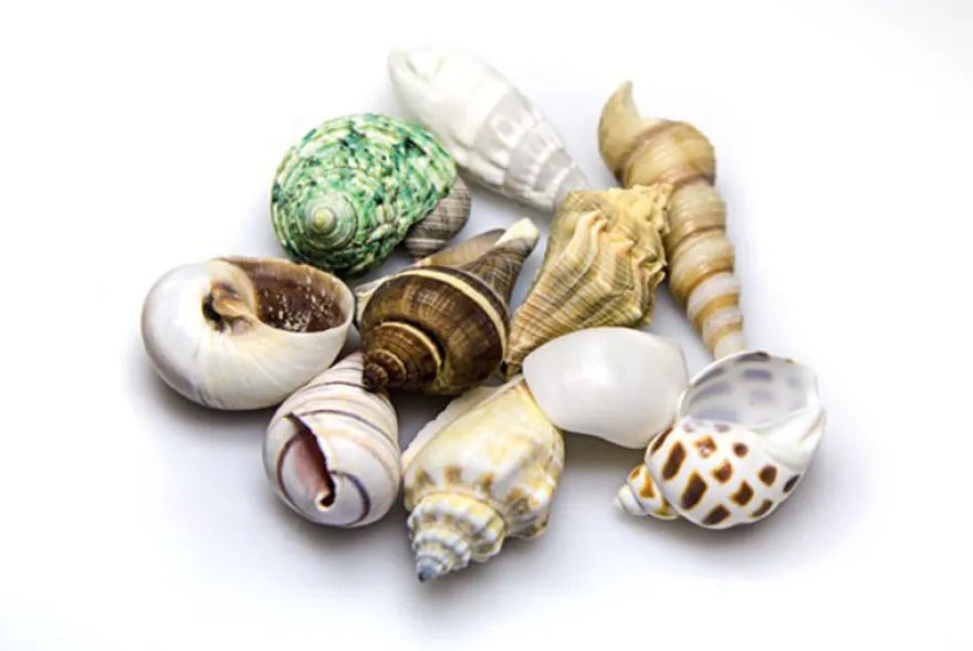 Hobby Sea Shells Set M (10 Stück)