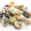 Hobby Sea Shells Set S (20 Stück)