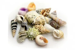 Hobby Sea Shells Set S (20 Stück)