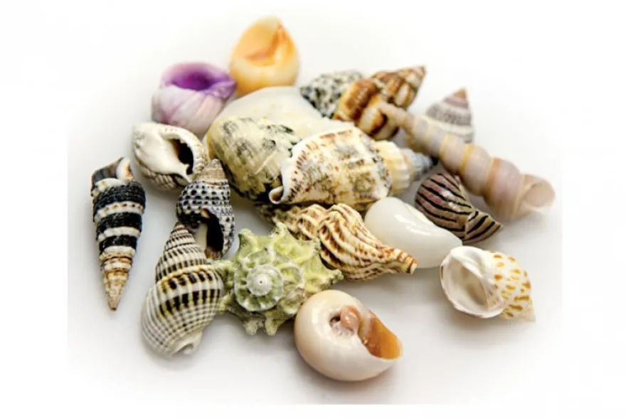 Hobby Sea Shells Set S (20 Stück)