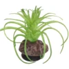Hobby Terra Succulent 5, Terrarienpflanze Sukkulente, 8 cm